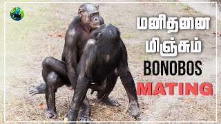 Bonobos mating  மனித குரங்கின் இனப்பெருக்கம்  Mating habits of pygmy chimpanzee  Tamil  BioWorld [upl. by Nosreme894]