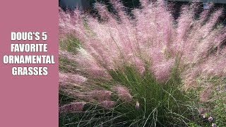 Dougs 5 Favorite Ornamental Grasses [upl. by Tisha]