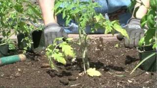 Learn to grow tomatoes in a raised bed [upl. by Osrock]