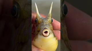 Cute Longhorn Cowfish Rescued from Fishing Net shorts cowfish fishing [upl. by Malcolm]