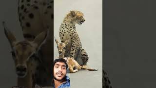 Hiran ko bacche ko pakda tendu uske bad kya huafunny animals yogii PauloH420 [upl. by Dayir]