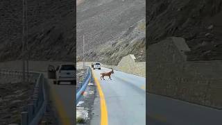 Himalayan Ibex Capra Ibex Sibirica Spotted On KKH  Gilgit Baltistan [upl. by Enoryt250]