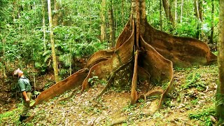 The Oldest Rainforest In The World [upl. by Arretak]