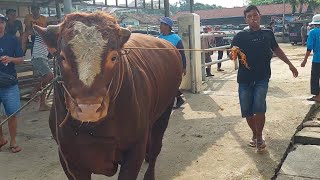 SAPI SUPER TERMAHAL DI PASAR PON AMBARAWA 🔥🔥🔥 [upl. by Rotberg]