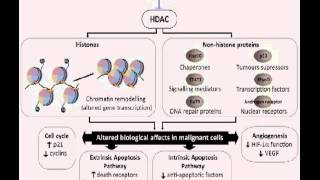 Histone deacetylases and histone deacetylase inhibitors  Video abstract 29965 [upl. by Latisha]