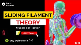 Sliding filament theory of muscle contraction [upl. by Assennav9]