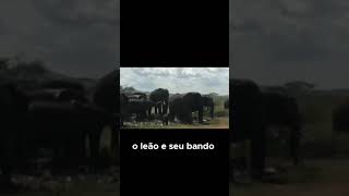 Savanas A Luta pela Sobrevivência Parte1 [upl. by Aham]