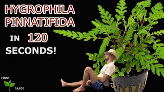 Hygrophila Pinnatifida explained in 120 seconds Aquarium Plant Guide [upl. by Nannarb]