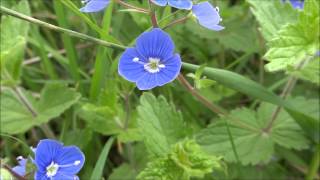 Germander Speedwell Veronica Chamaedrys  20130519 [upl. by Marjory]