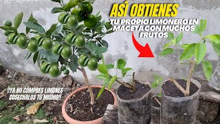 Ten tu Propio Limonero 🍋 en Maceta con Muchos Frutos Reproduciendo Esquejes de Limón [upl. by Circosta]