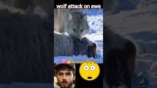 The wolf knows how to paralyze the sheep 😱 الذئب شل حركة النعجة wildlife animals wolf الذئب [upl. by Weatherley]