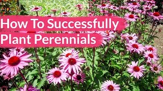 How To Successfully Plant Perennials  Joy Us Garden [upl. by Archibold]