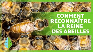 La REINE des ABEILLES 🐝👑 À quoi ressemble la REINE des ABEILLES  Taille Fonctions Cycle de vie [upl. by Nylarad]