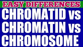 CHROMATIN vs CHROMATID vs CHROMOSOME  Easy Differences  The packaging Of Chromosomes [upl. by Kernan466]