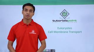 Class 11th  Eukaryotes  Cell Membrane Transport  Cell The unit of Life  Tutorials Point [upl. by Jermaine]