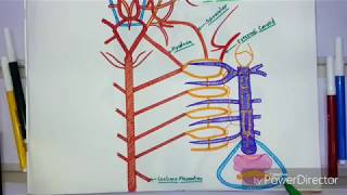 Arterial System Of Scoliodon❤Blood Vascular System [upl. by Lot]