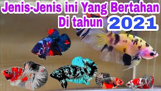 Jenis Ikan Cupang Yang Trend 2021 [upl. by Myrlene]