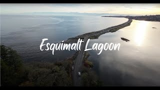 Esquimalt Lagoon  Colwood BC  4k Video [upl. by Neelik179]