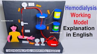 hemodialysis working model explanation in english  biology project  howtofunda [upl. by Nerrot]