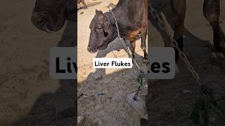 Liver Fluke in Cattle animals dairy farming cattle [upl. by Leugimsiul986]