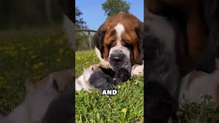 Top 3 laziest Dog breeds dogbreed lazy dogs [upl. by Dionysus778]