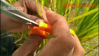 Emasculation and pollination technique in Rice  Agro Info Tech [upl. by Theall365]