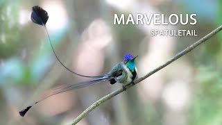 Marvelous Spatuletail hummingbird colibrí beijaflor picaflor peru [upl. by Sobel]