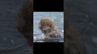 Monos de nieve relajándose en las aguas termales Japón Macaco japonés de cara roja Macaca fuscata [upl. by Treborsemaj]