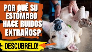 🐶¿POR QUÉ el ESTÓMAGO de tu PERRO hace RUIDOS Urgente [upl. by Oniuqa770]