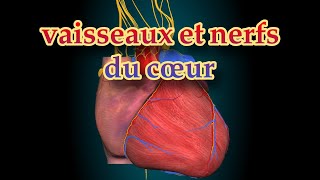 vascularisation et innervation du cœur 2ème année médecine [upl. by Joshuah]