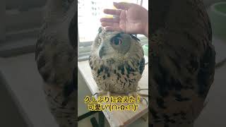 ユーラシアワシミミズク久しぶりに触りました！ ユーラシアワシミミズク ミミズク フクロウ 猛禽類 [upl. by Dennard]