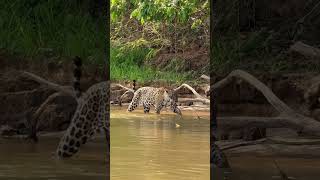 Onça 🐆 pintada caçando Jacaré 🐊 no Pantanal Mato Grosso jaguar onça [upl. by Vite449]