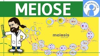 Meiose einfach erklärt  Zellteilung 2  Zellzyklus Ablauf Phasen amp Zusammenfassung [upl. by Nitsid]