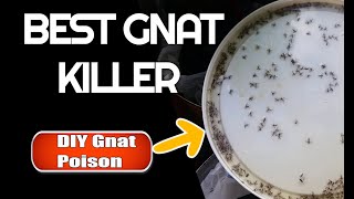 Best Gnat Killer How to get rid of gnats amp fruit flies [upl. by Nayrbo]