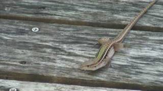 Dwarf Keeled Tegu Lizard in Barbados [upl. by Nnaynaffit]