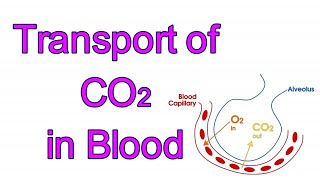 Transport of CO2 IDissolved in Plasma ICarbaminohemoglobin I Bicarbonate I Chloride Shift I Haldane [upl. by Alfreda]