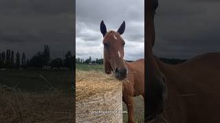 Song de MaponetteRuby sport horse equestrian cheval poney équitation club [upl. by Depoliti17]