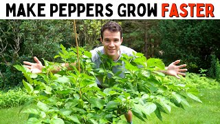 Make Peppers Grow Faster Improve Growth amp Ripening Rates  Pepper Geek [upl. by Nidia]