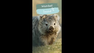 Wombat Sound  Learn Animals is FUN shorts [upl. by Ahtabbat]