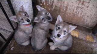 Czechoslovakian Wolfdog Adorable Puppies Compilation  Cuteness Overload [upl. by Volnay]