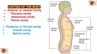 Anatomical Terminology 1 [upl. by Ardnahs]