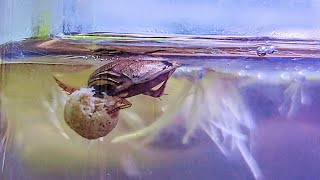 predacious diving beetle nano tank [upl. by Jutta]