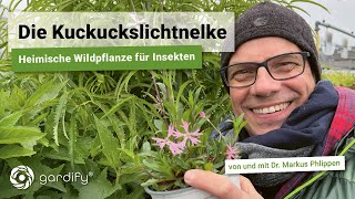 Die Kuckuckslichtnelke eine heimische Wildpflanze für Insekten  ideal für feuchte Standorte [upl. by Rosetta]