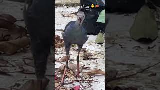 🇱🇰Swamphen Chick in the garden🐥 chick sound birds gardenanimals nature swamphen [upl. by Hafital79]