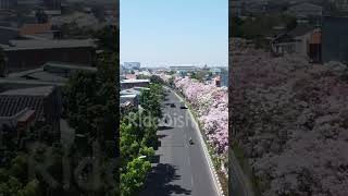 TABEBUYA SEPANJANG MERR SURABAYAVIDEODRONE DJIMINI2SE [upl. by Octavus738]