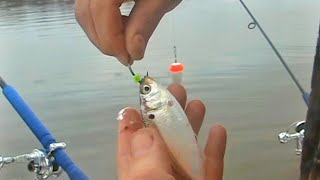 How to Hook Rig Shad and Herring for Striper Fishing EPIC TRICK I HAVE NEVER SHARED BEFORE Simrad [upl. by Nesbitt]