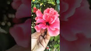 Flowers 🌹🌹🌸🌸 youtube truepage realpage trending love 1million viralvideo [upl. by Demetri]