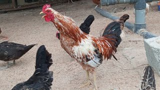 Rooster crowing compilation  rooster crowing sound effect 2024 [upl. by Fuld794]