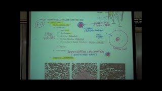 ANATOMY THE INTEGUMENT Part 2 by Professor Fink [upl. by Adnoral]