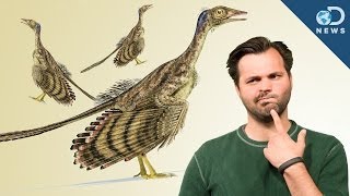 How Did Dinosaurs Evolve Into Birds [upl. by Paulsen452]